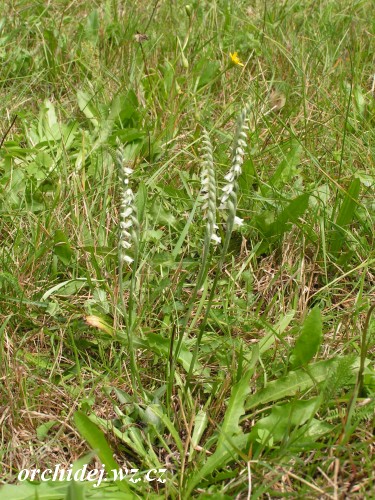 Spiranthes spiralis