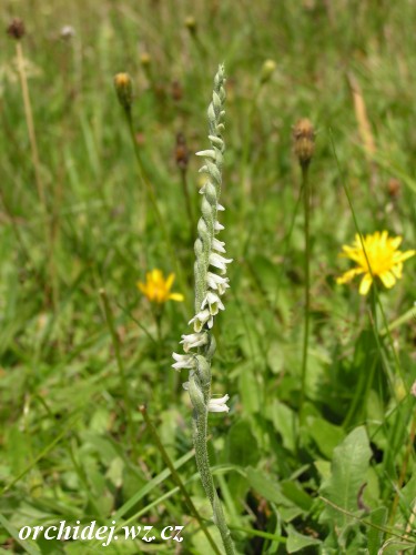 Spiranthes spiralis