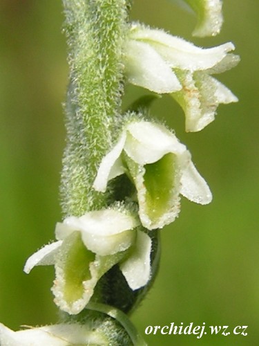 Spiranthes spiralis