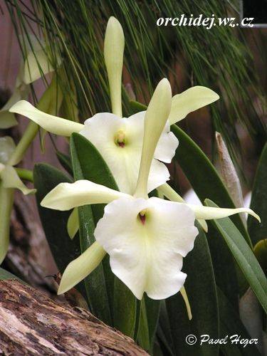 Brassavola glauca