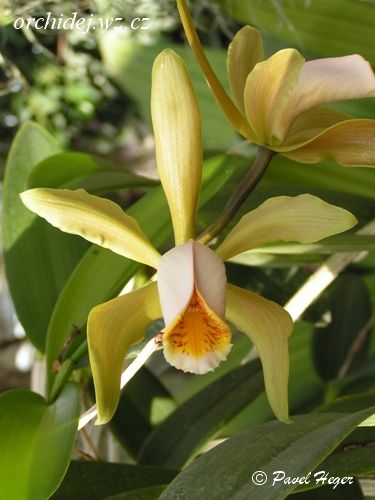 Cattleya forbesii alba