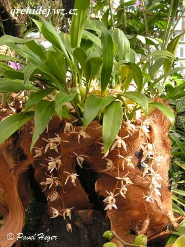 Coelogyne flaccida