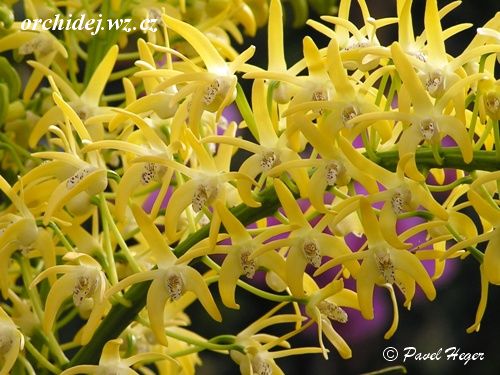 Dendrobium speciosum