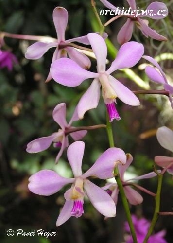 Encyclia dichroma