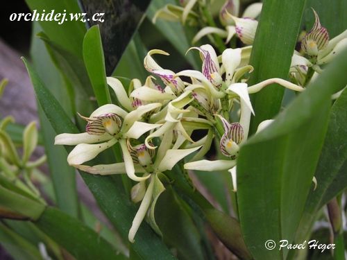 Encyclia graciana