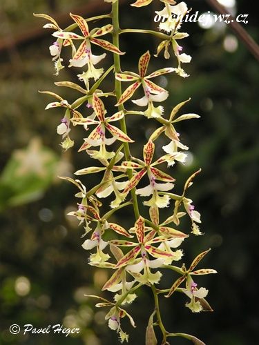 Epidendrum stamfordianum