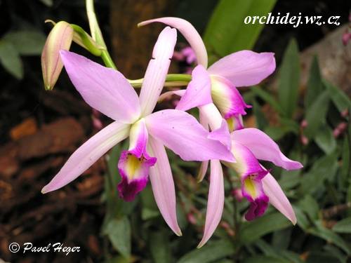 Laelia anceps