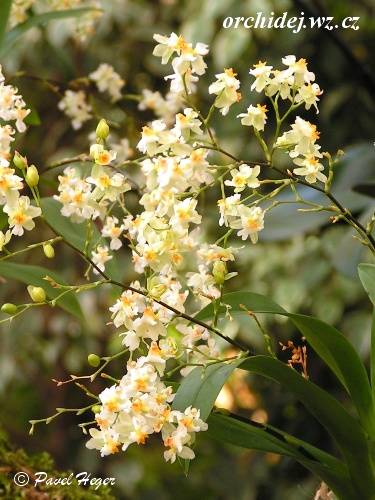 Oncidium Tiny Twinkle