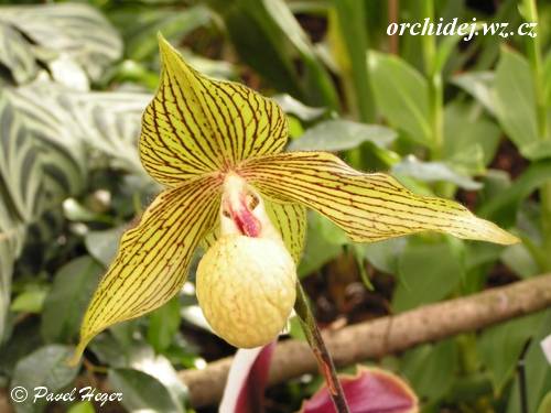 Paphiopedilum Harold Koopowitz