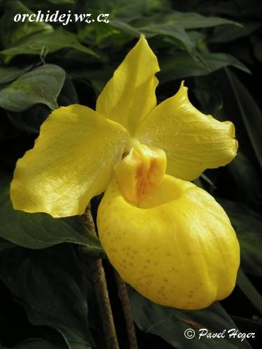 Paphiopedilum armeniacum