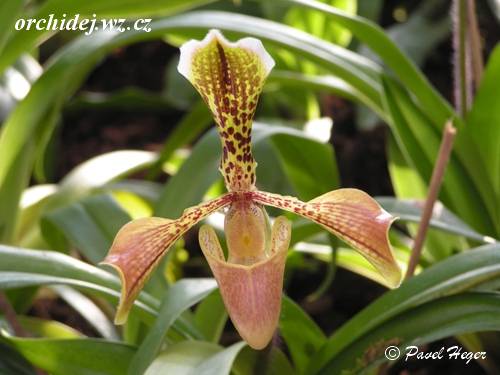 Paphiopedilum boxalii