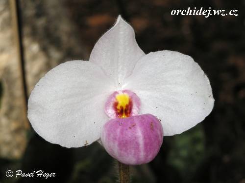 Paphiopedilum delenati