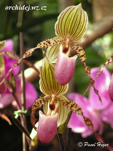 Paphiopedilum liemianum x Prince Edward of York