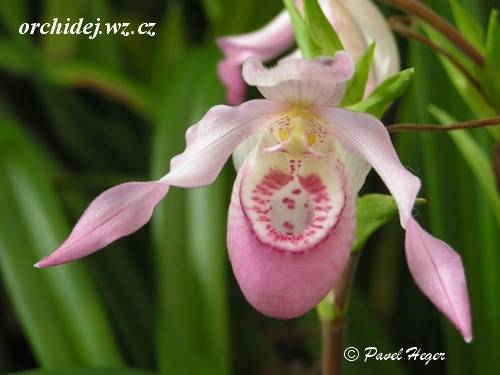 Phragmipedium richterii x bessae