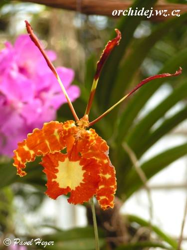 Psychopsis Mariposa