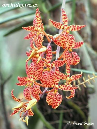 Renanthera monachica