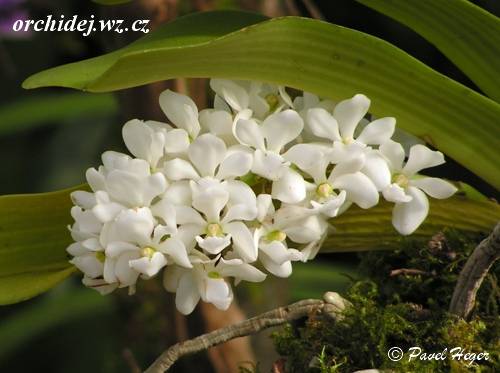 Rhynchostylis gigantea alba