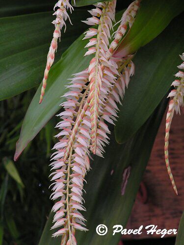 Dendrochilum sp