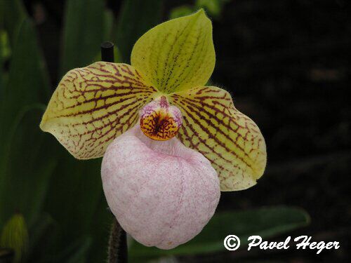 Paphiopedilum Fanaticum