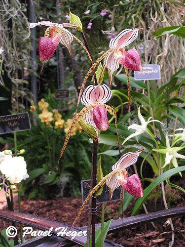 Paphiopedilum Lady Isabel