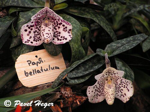 Paphiopedilum bellatulum