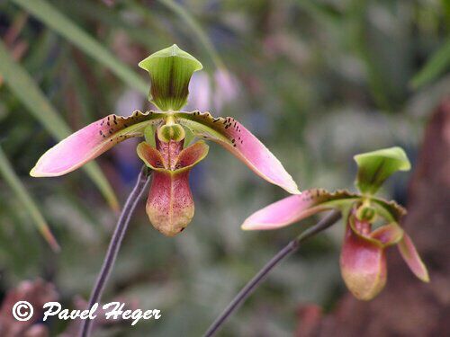 Paphiopedilum hainanense