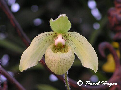 Paphiopedilum jackii