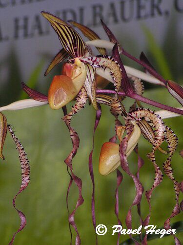 Paphiopedilum sanderianum2